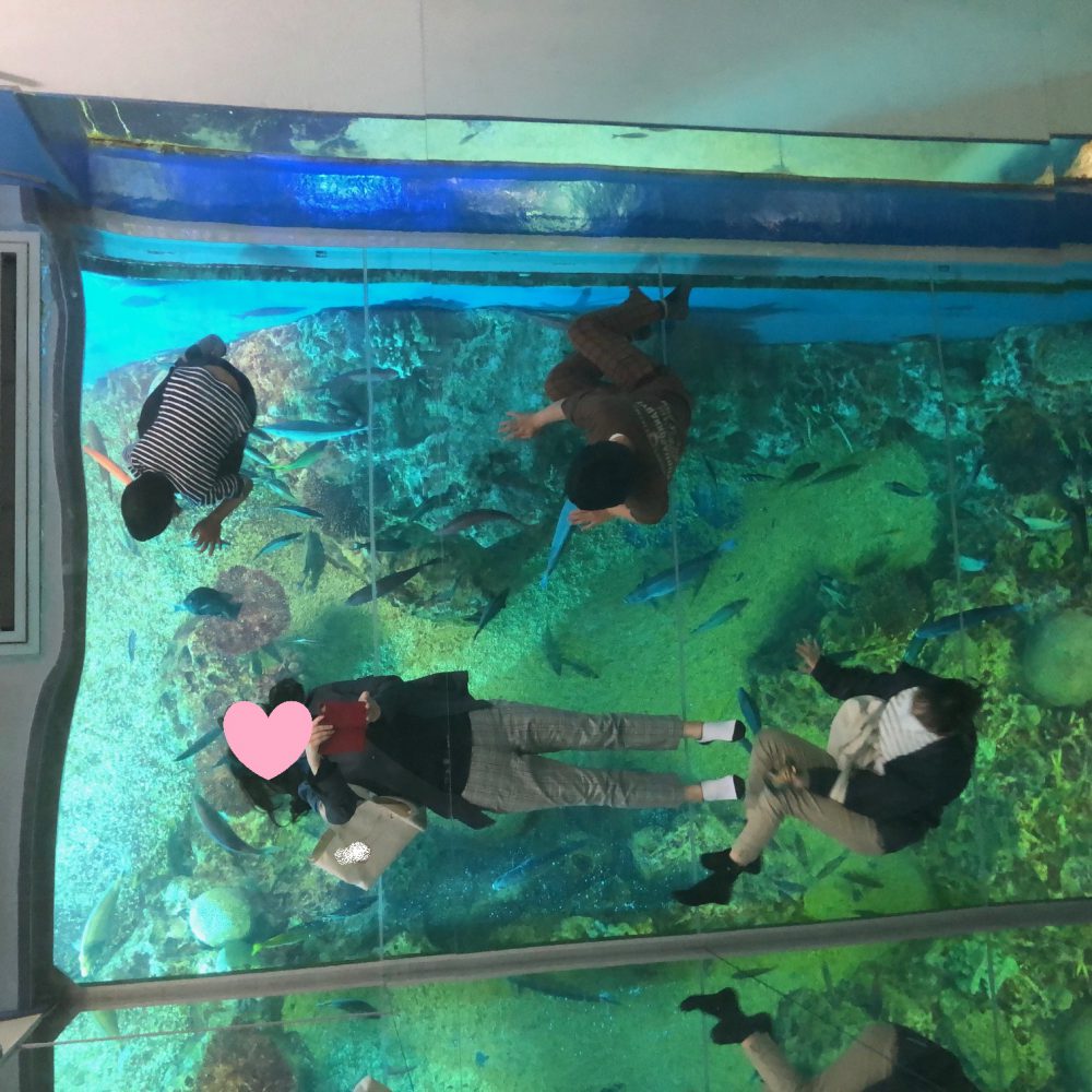 石川県の不動産鑑定士 株式会社かなざわ不動産鑑定 🐡越前松島水族館🐡